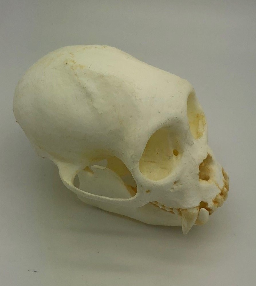 WEEPING CAPUCHIN SKULL REPLICA