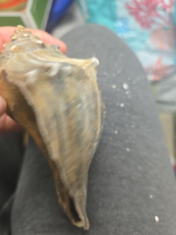 Natural Shell 6.5 Inches Long. Helmut Conch