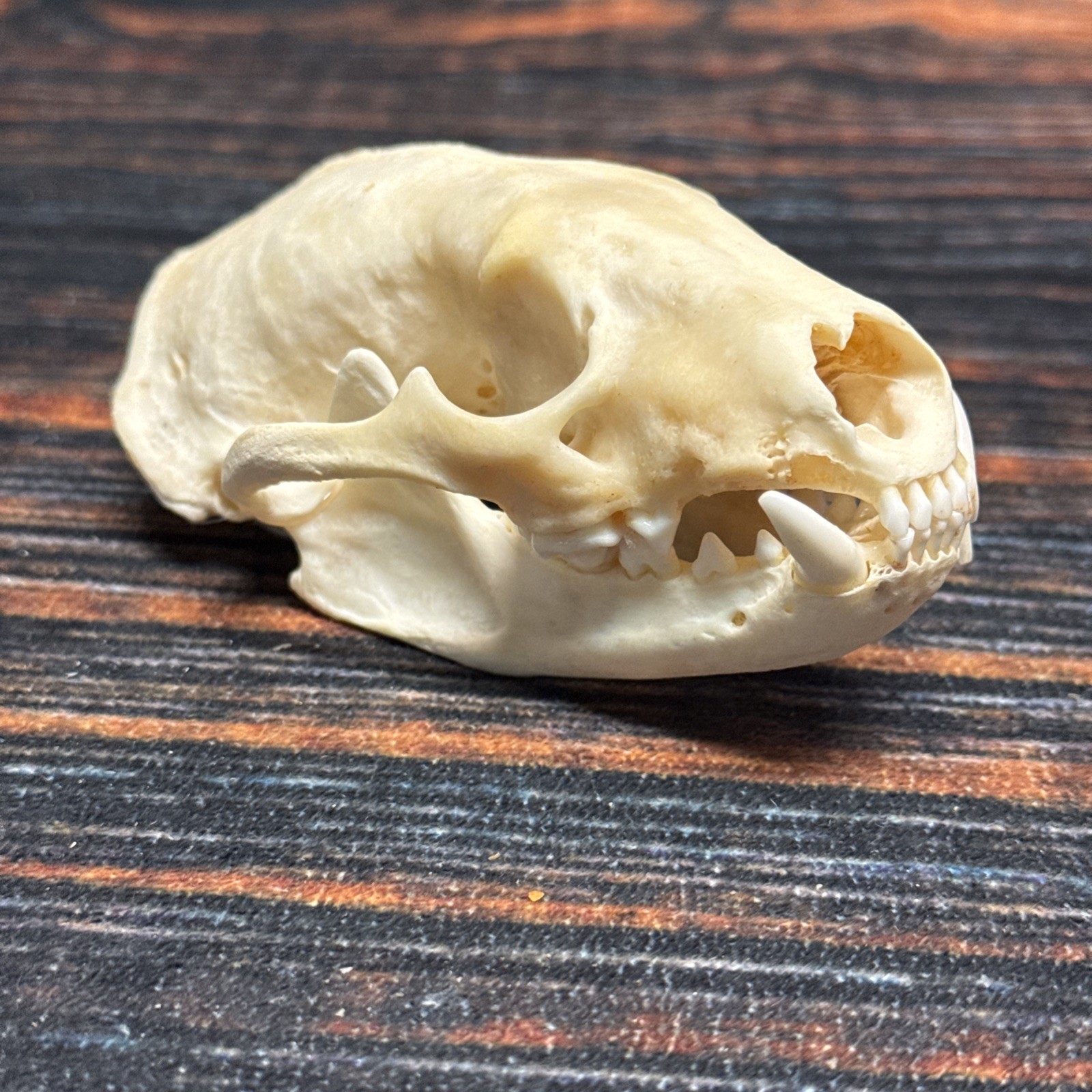 Real XL Badger Skull Unique Gift Halloween Craft Animal Mount Art Model Head Odd