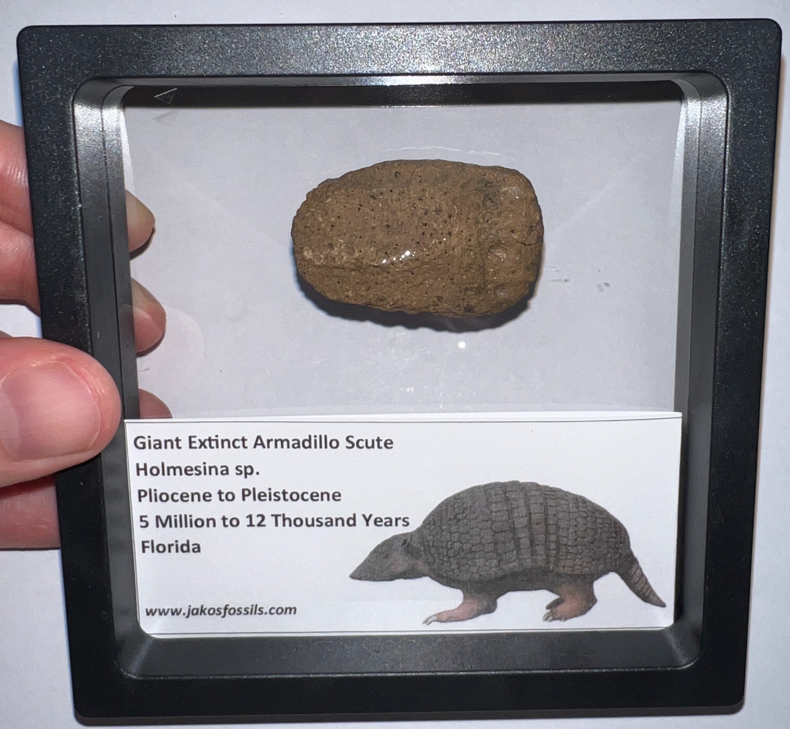 RARE Ice Age Fossil HOLMESINA GIANT ARMADILLO Scute Bone Armor Lot ONE PER ORDER