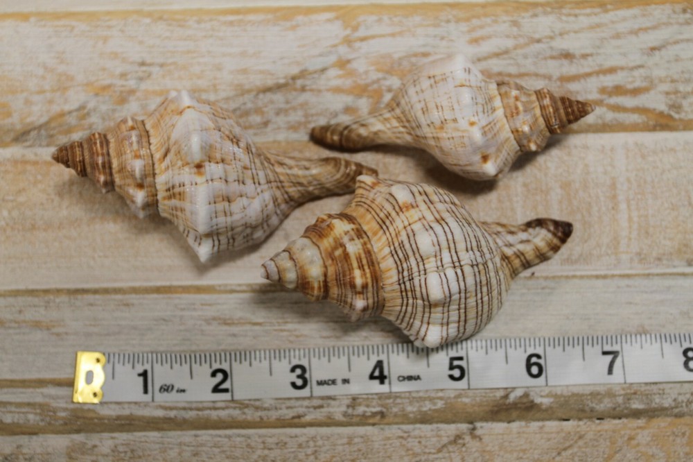 1st Quality Fox Sea Shells 3 4 inch Sizes, Shell Crafts - SS-164