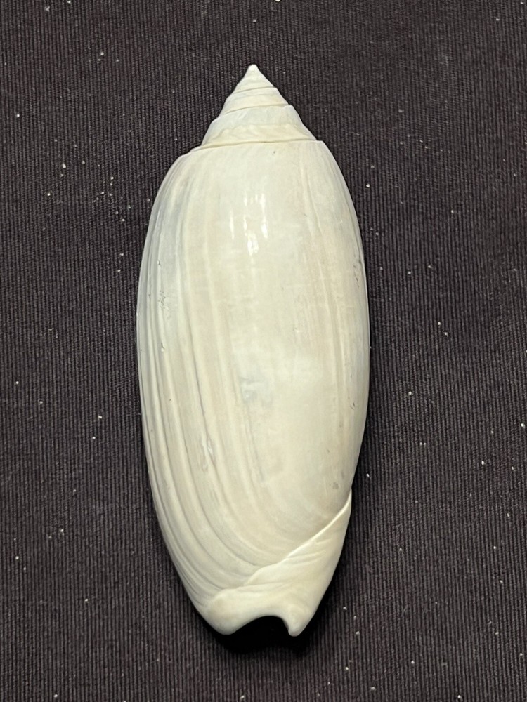 RARE Fossilized OLIVE Shell From Central Florida & BONUS Shell.