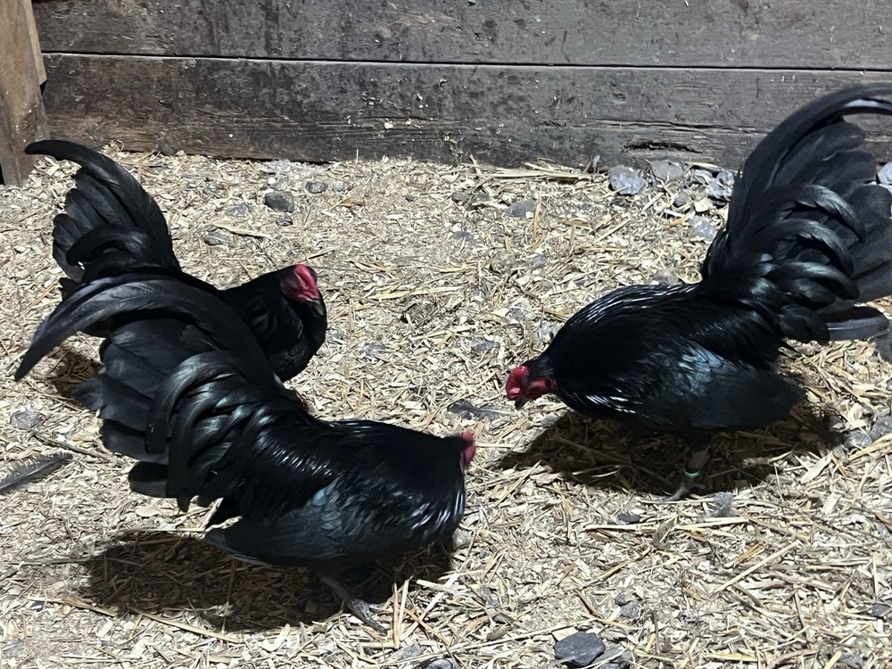 Black OEGB Hatching Eggs 10