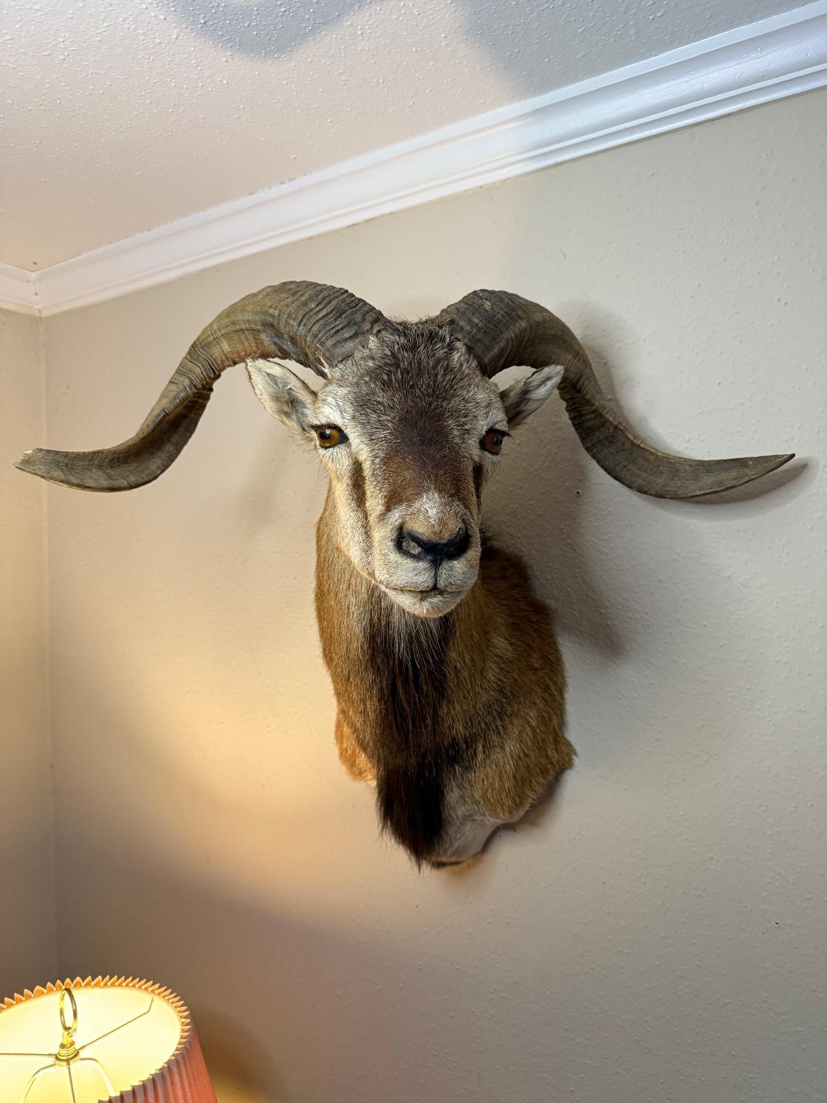 Corsican Ram Taxidermy Shoulder Mount