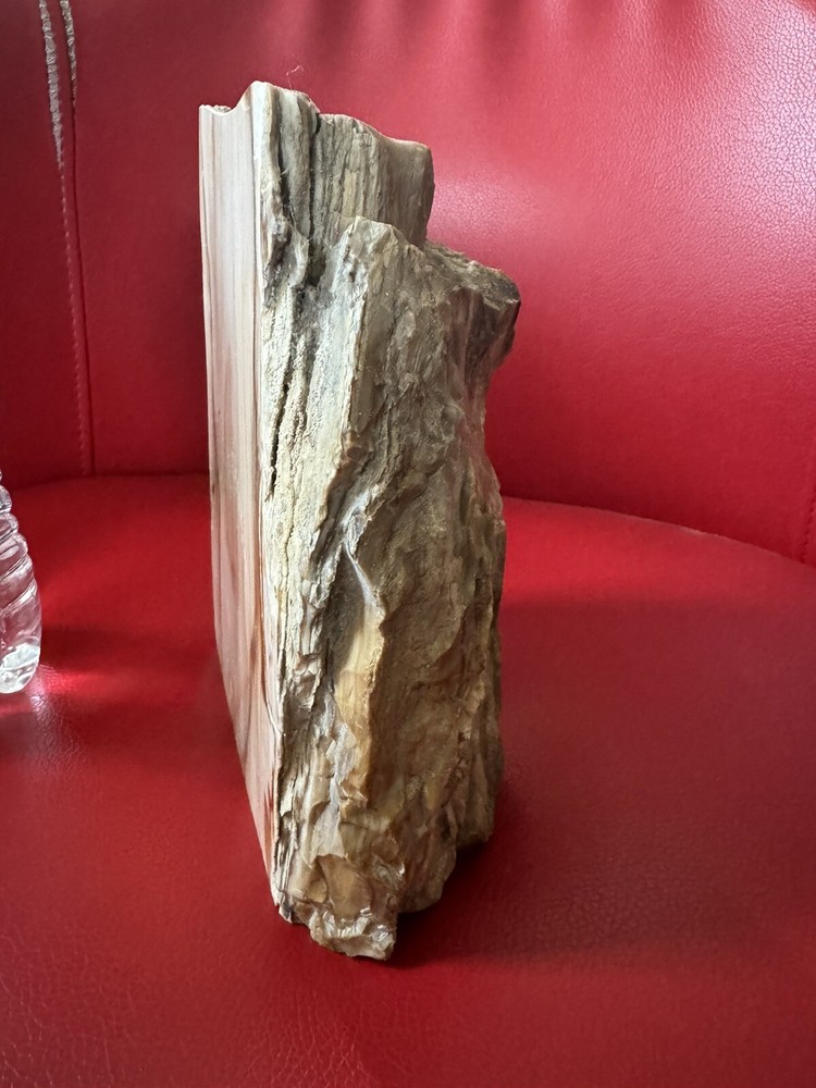 Petrified Wood Log. Marble surface