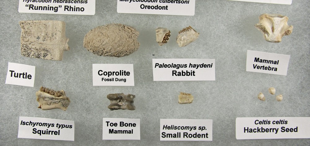 Badlands Fossil Collection – Oligocene, 11 Different