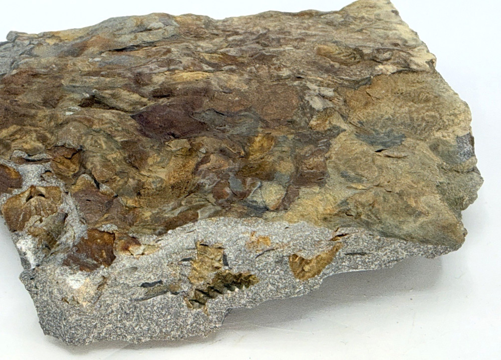 Mixed Lot Brachiopod Fossil Assemblage Natural Matrix Teaching Specimens