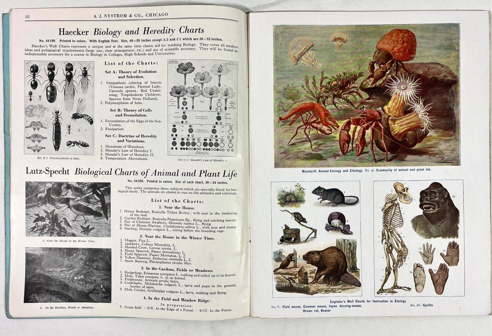 Rare 1928 A.J Nystrom Sales Catalog FB-28 Europe Charts Biology Medical Anatomy