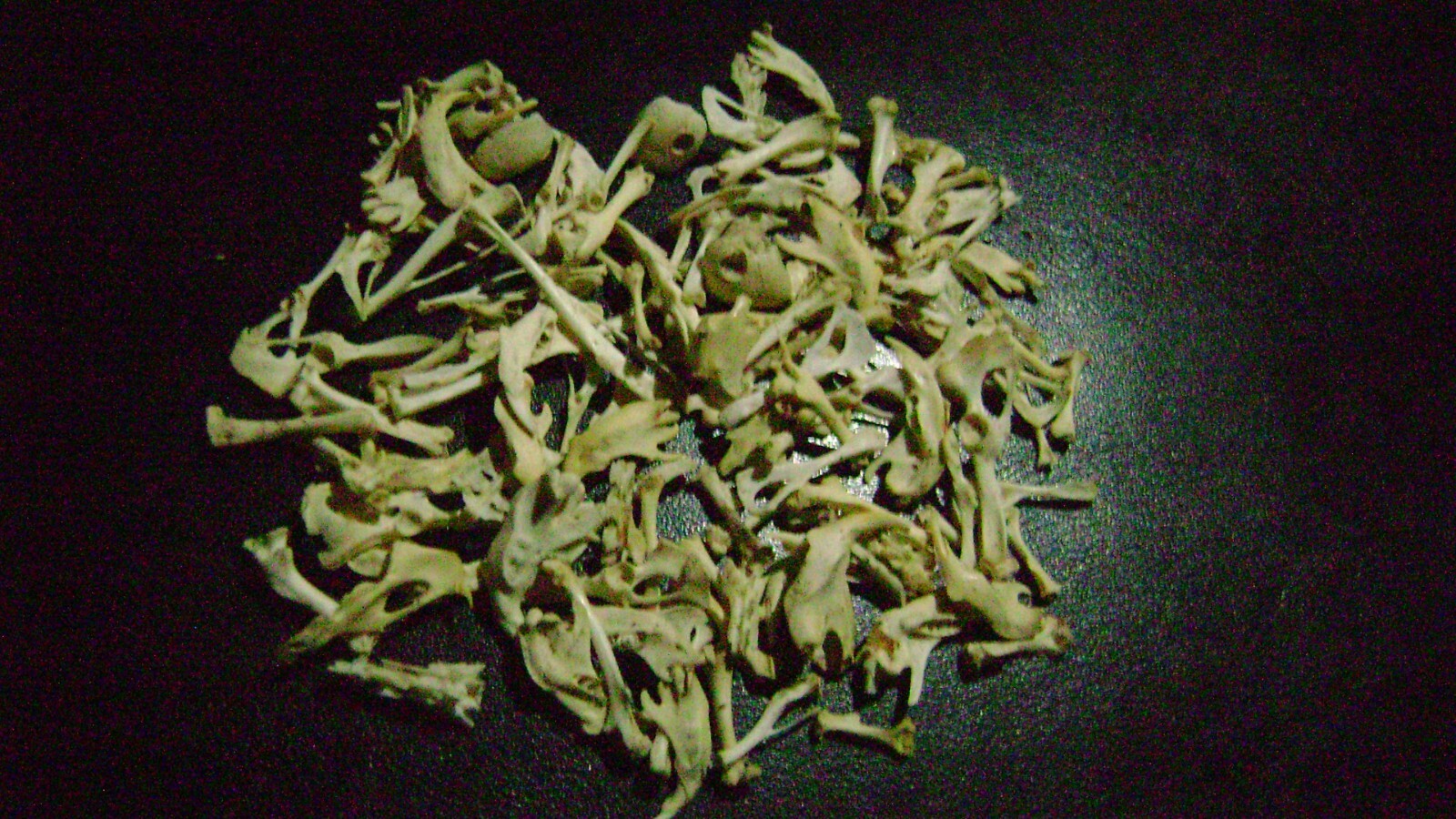 100 REAL RAT BONES taxidermy OCCULT ART crafts STEAMPUNK LOT animal skeleton