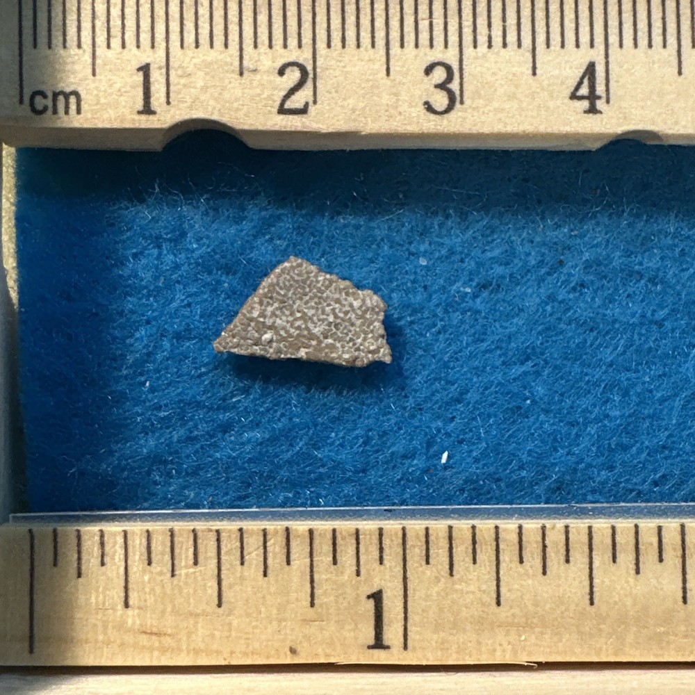 Saltasaurus Extinct Dinosaur Eggshell Fossil Piece in Display Case