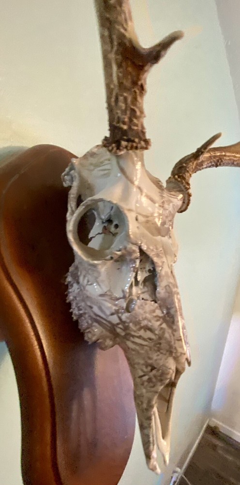 European Mule Deer 3 Point Wall Mount