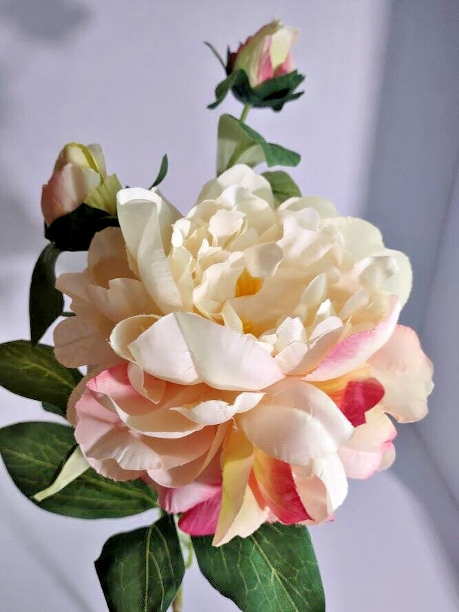 Gorgeous single peony stem