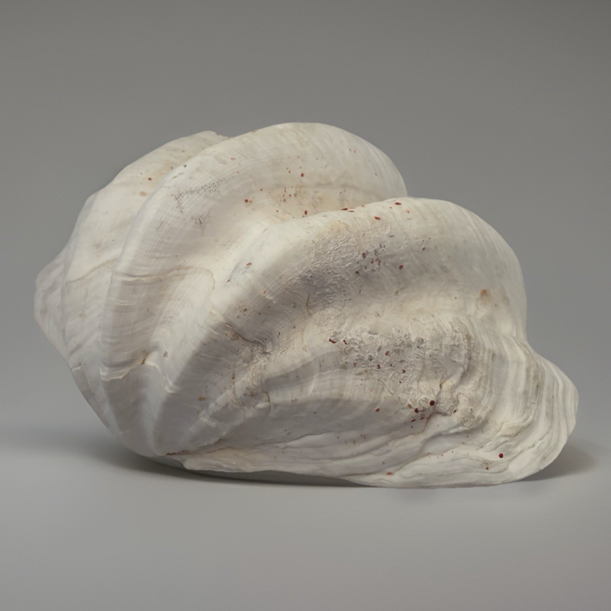 Very Rare 17” Giant Clam Shell Tridacna Gigas 17x 12x 7