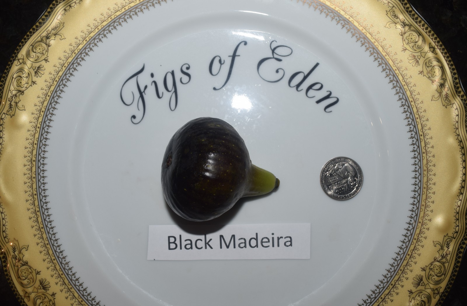 Fig Tree Cuttings. TWO FREE GIFTS. Choose Your Varieties. 50+ varieties!