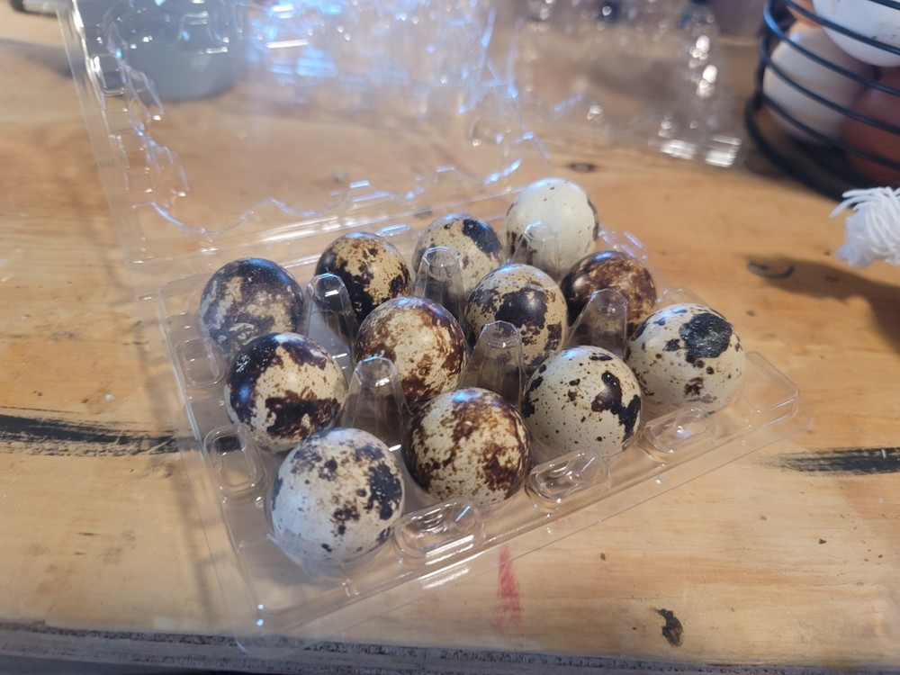 12++ JUMBO COTURNIX Quail Hatching Eggs, High Hatching Rate