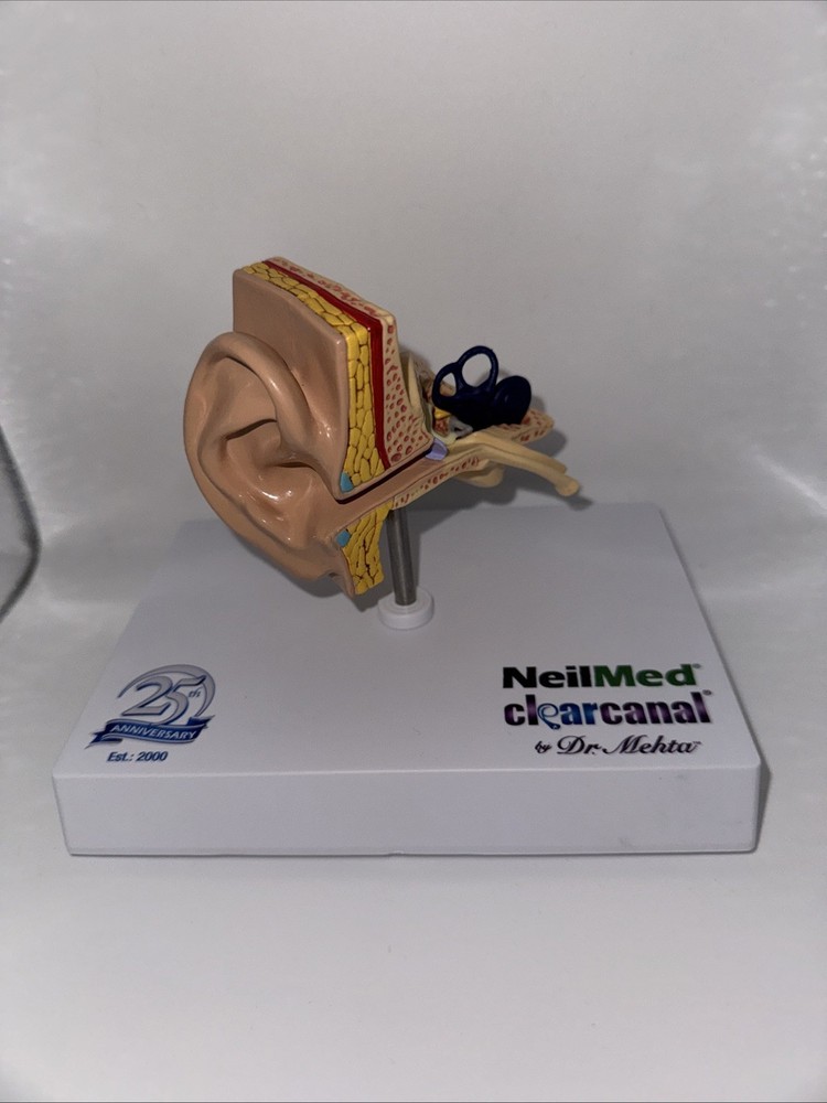 3D Scientific Human Ear Anatomical Display Inner Canal Design
