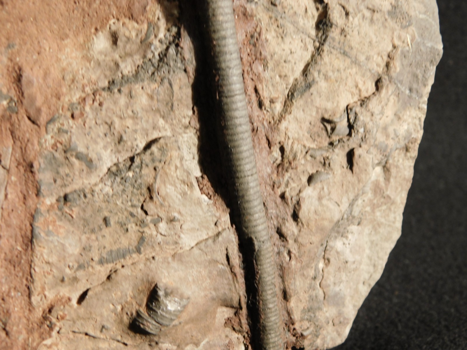 wOw BIG!! 430 Million Year Old! CRINOID Fossil or Sea LILY Fossil Morocco 1801gr