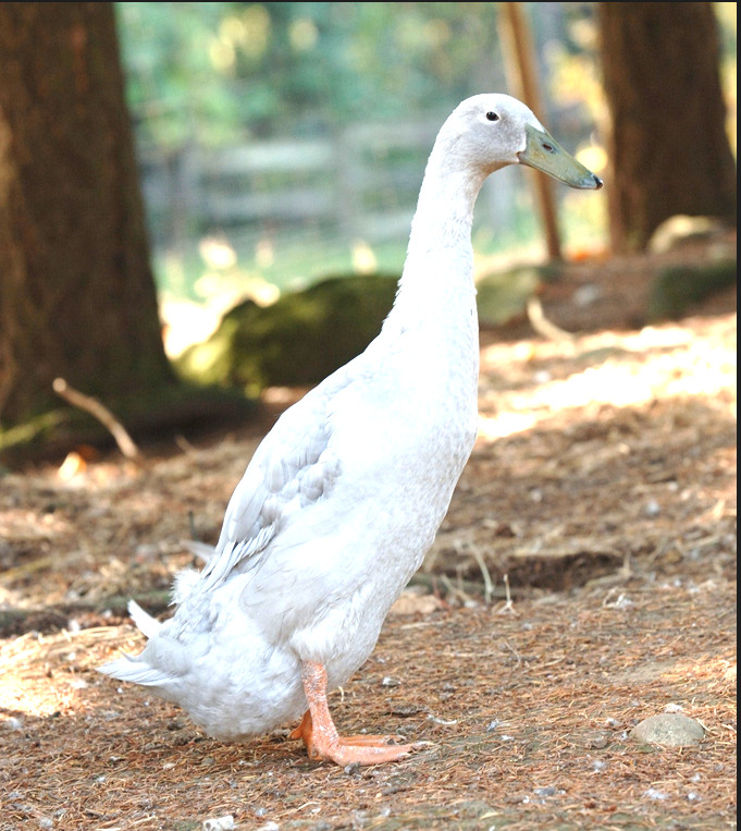 ℝ𝕦𝕟𝕟𝕖𝕣 𝔻𝕦𝕔𝕜 𝔼𝕘𝕘𝕤  8+