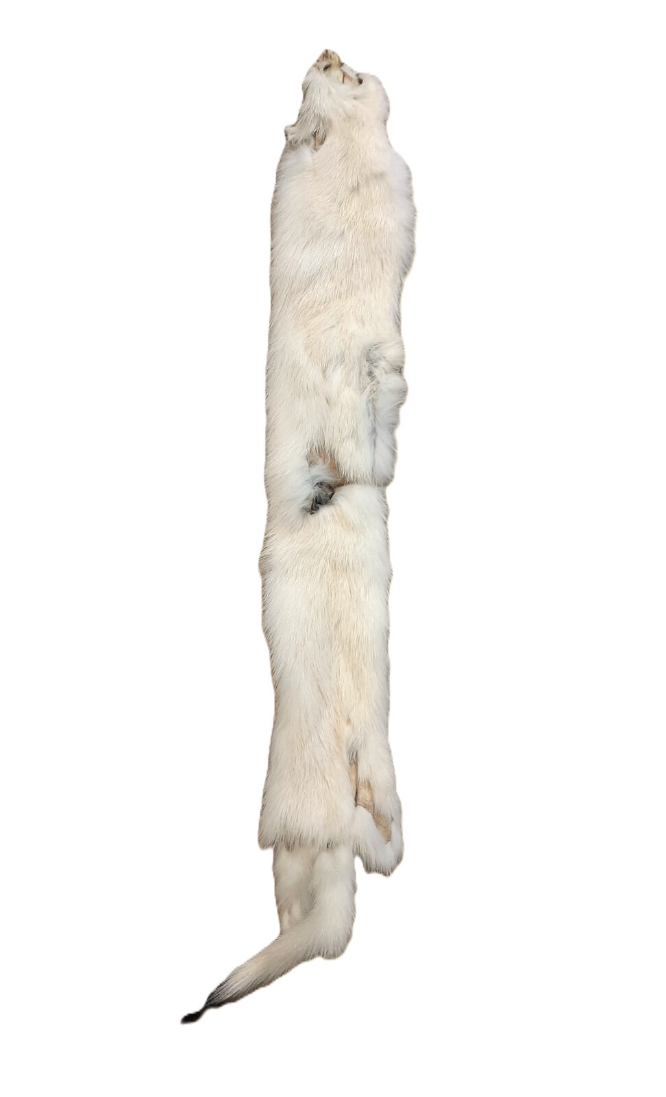 Tanned Weasel, Natural White