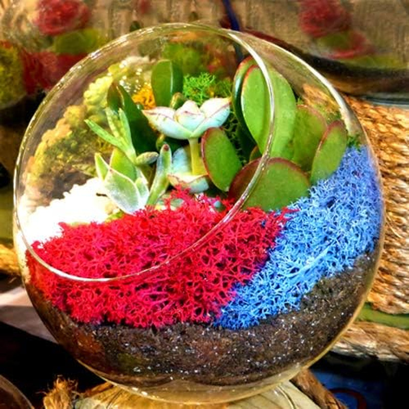 ML3020 Assorted Reindeer Moss, 3 Oz.