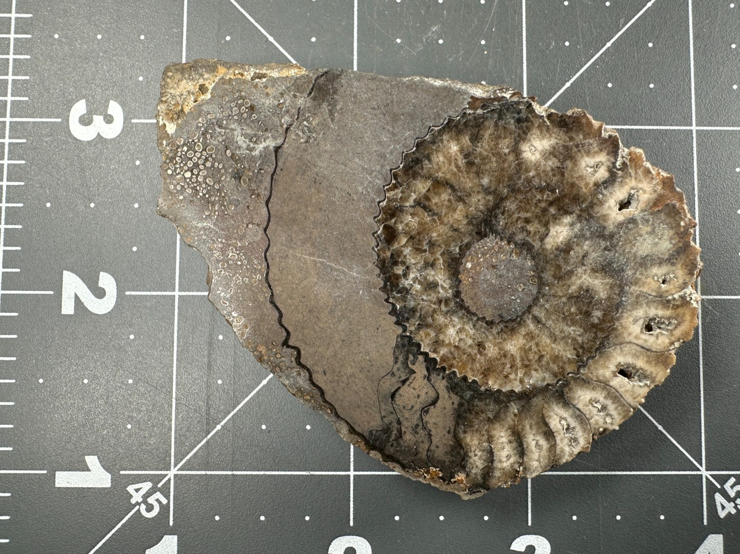 ➤ 2-3/4 Inch AMMONITE Fossil Specimen - Reichenbach South Germany VIDEO➤163