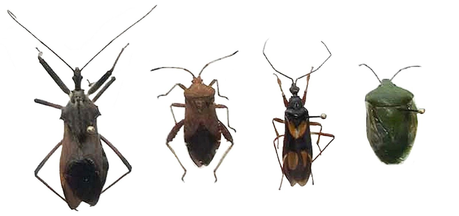 Pinned USA Insect Specimens for Entomology Class Dead Bug Collection Identified!