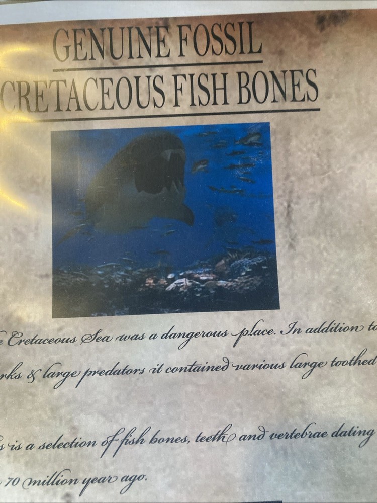 Fossil Cretaceous Fish Bones