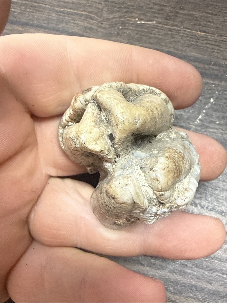 Unknown Fossil Specimen Tooth