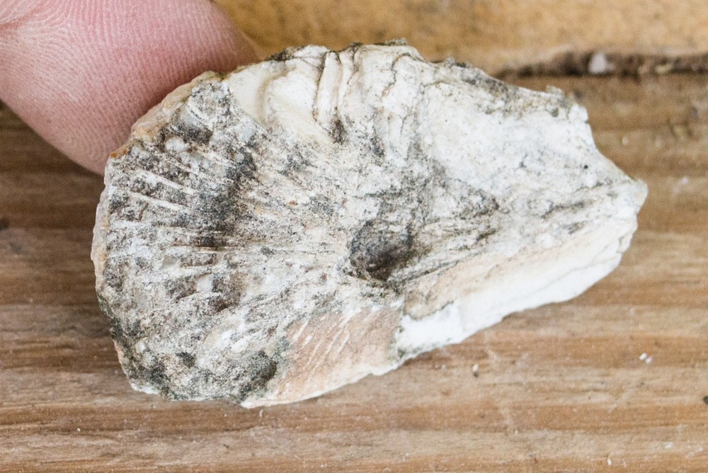 NE Oklahoma Fossil