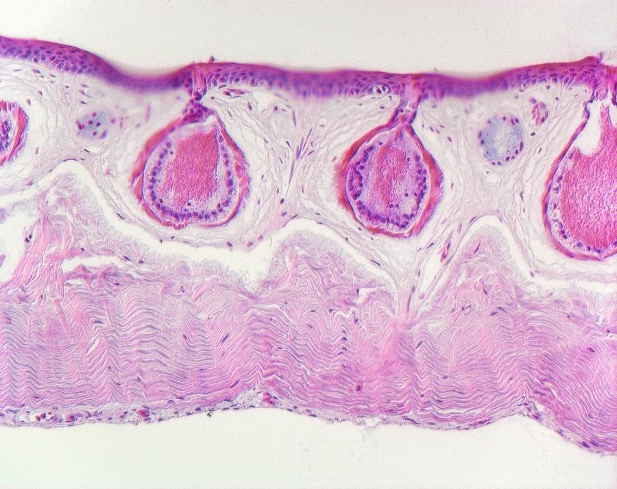 ABGIL Amphibian Histology Microscopic Slides