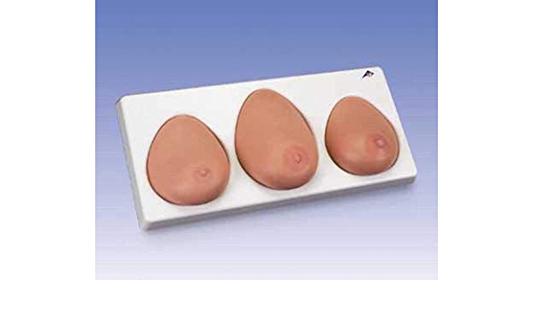 3B Scientific Breast Self Examination model, three single breasts on base L55