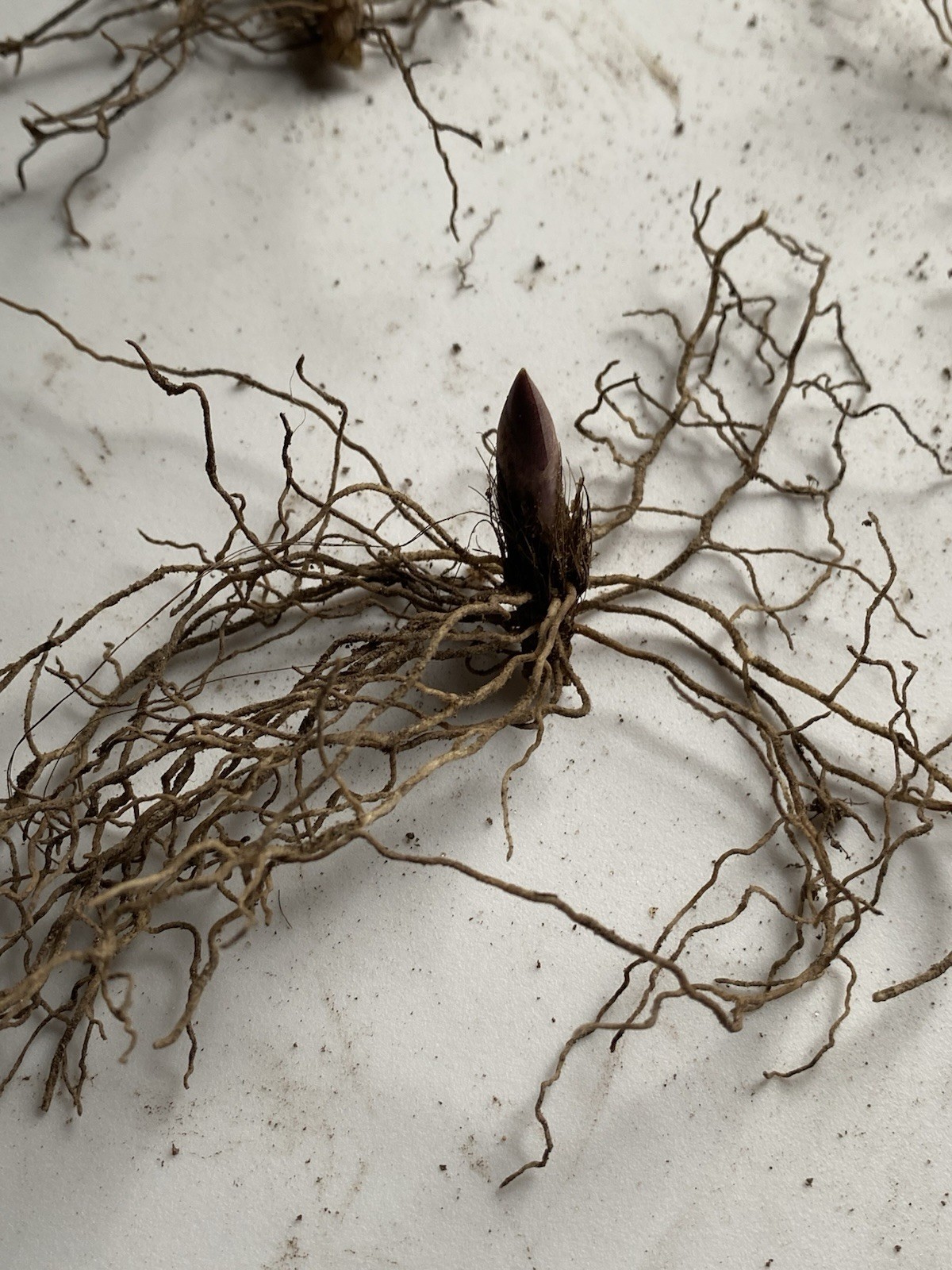 Lily of the Valley 12+ pips/roots, White, FRAGRANT, Hardy Perennial Ground Cover