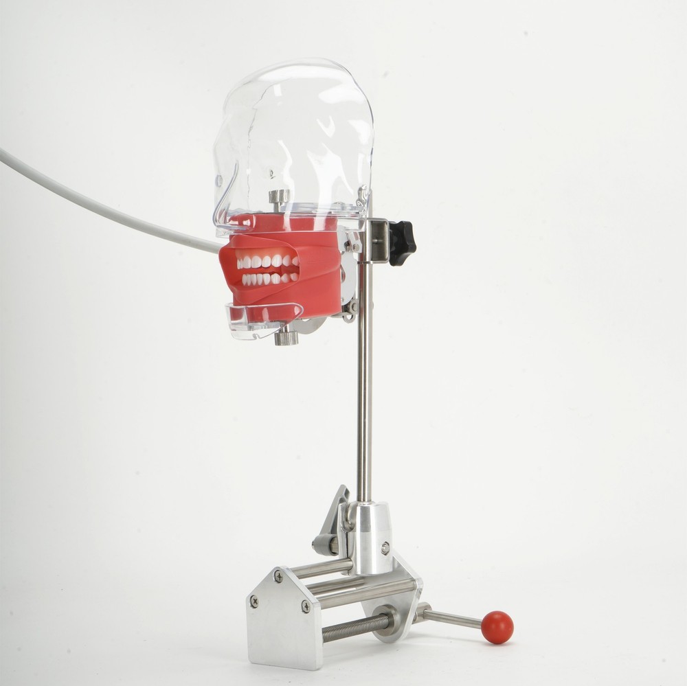 Dental Phantom Head w/ 32 Typodont Teeth Model Typodont Mount Fixed on Table