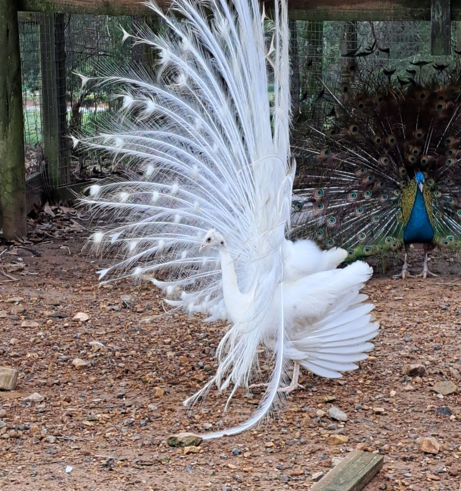 4 Peacock Hatching Eggs
