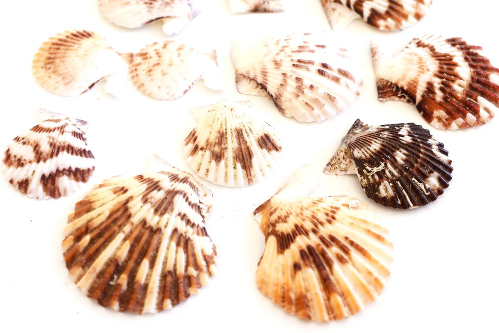 1 Lb Small Pectin Tranquebaricus Shells Seashells (3/4-1") Arts & Crafts.Decor