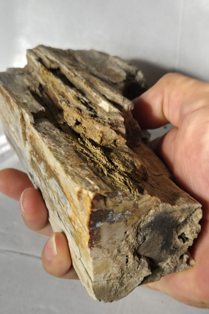 Petrified Wood