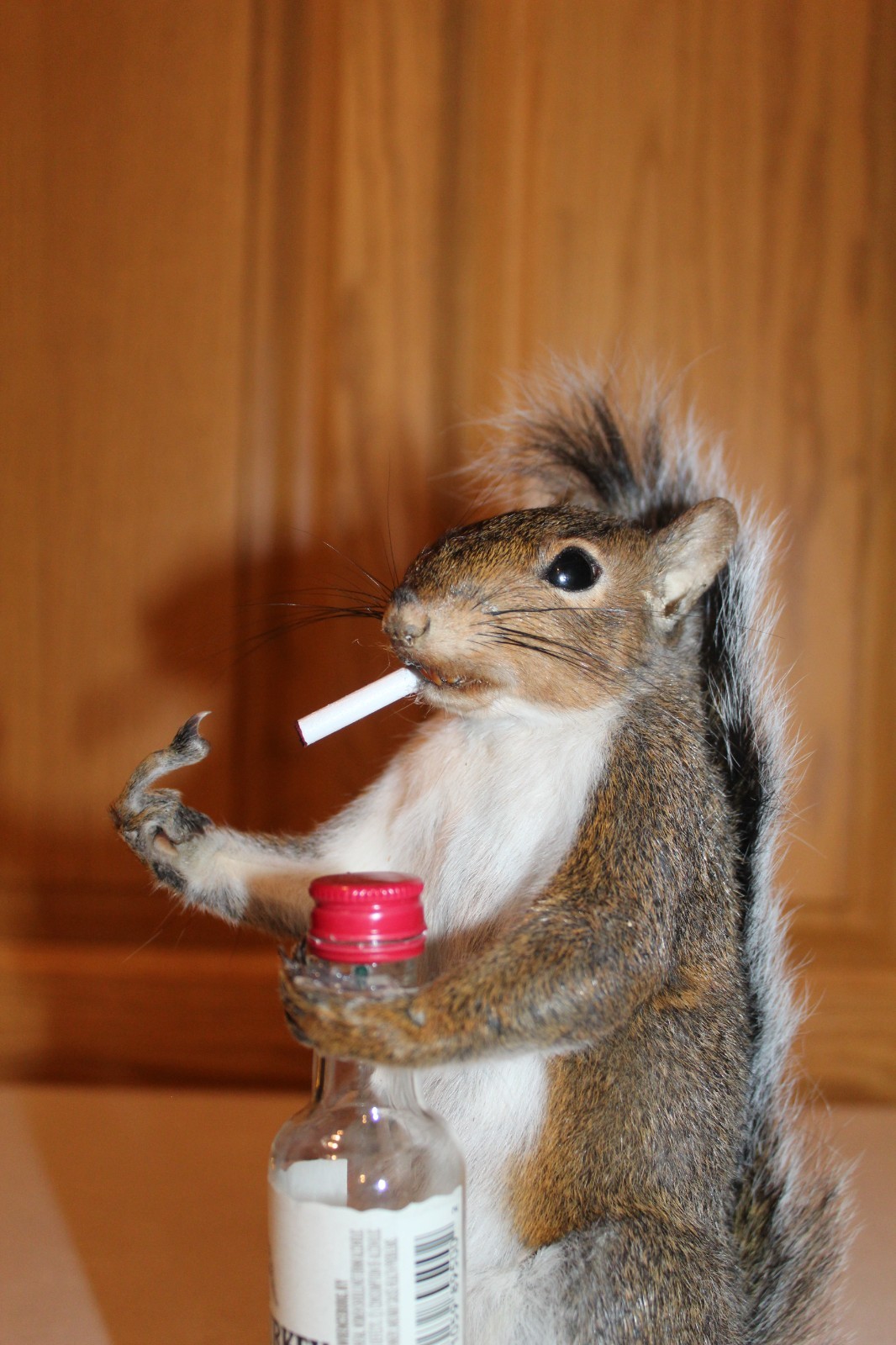 Taxidermy Naughty Squirrel Mount Novelty Present Whitetail Deer Log Cabin Decor