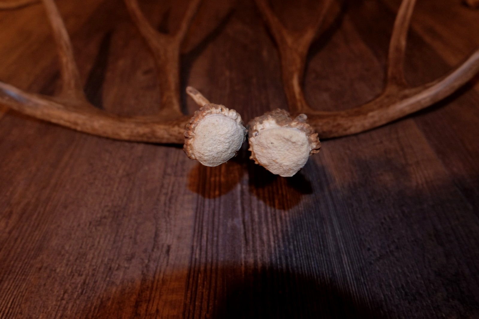 Nice Set Mule Deer Antlers Sheds Taxidermy Mount Cabin Decor Buck Horns