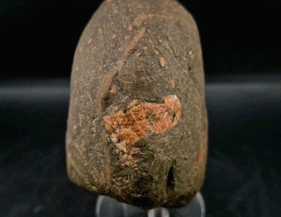 Real Permineralized Dinosaur Half Egg Embro