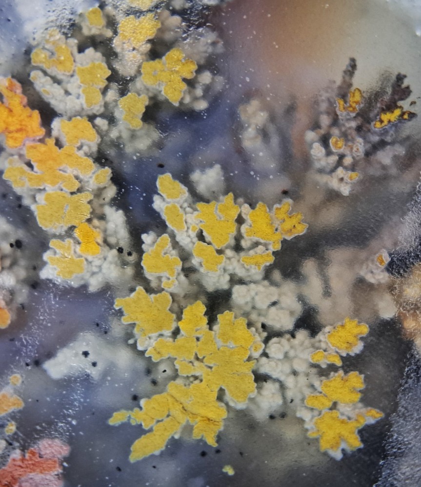 Priday Plume Agate Slab