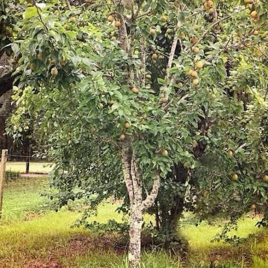 Ayers Pear Grafted Fruit Tree Bare-root