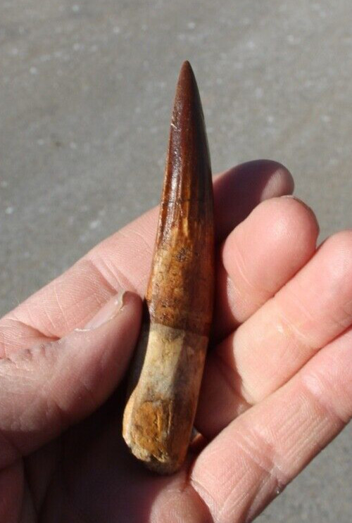 Authentic 4.0" Spinosaurus Tooth in Riker Mount