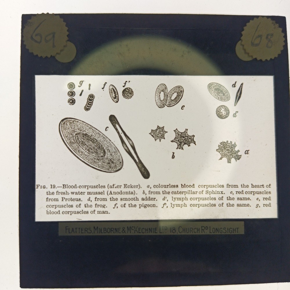 Victorian Magic Lantern Slide – Comparative Blood Corpuscles – Microscopy