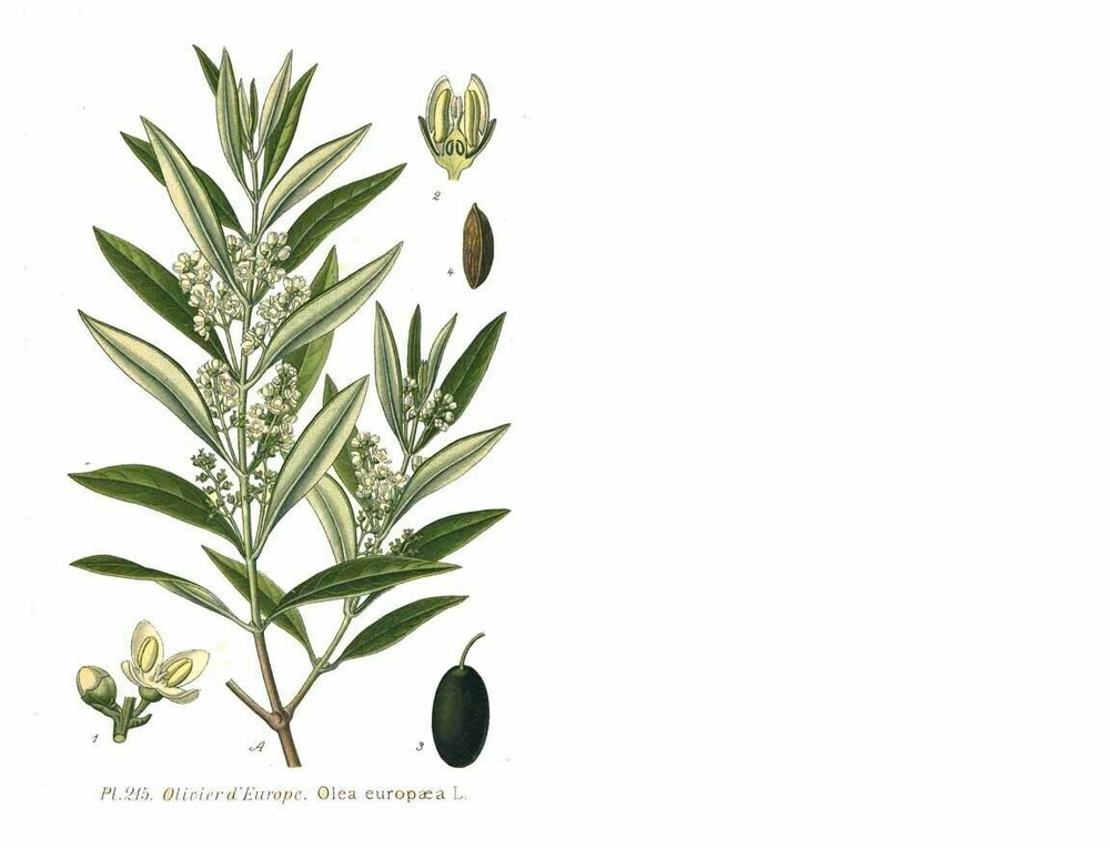 Olive Tree - 'Oblonga' - Olea Europaea