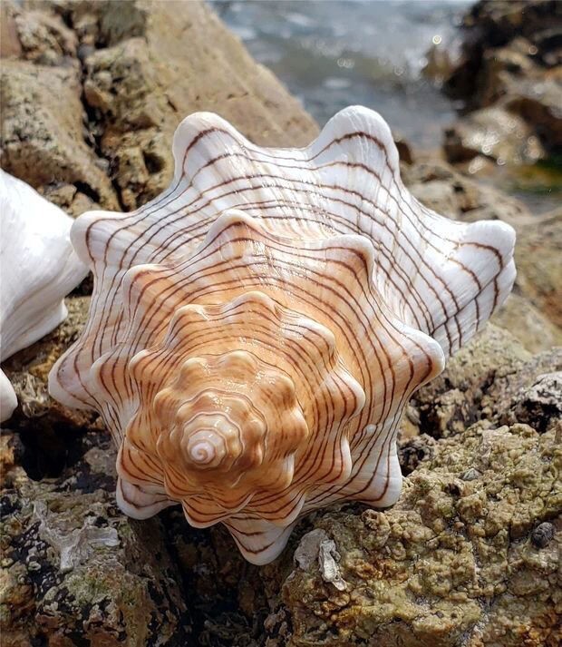18cm Natural Red Spindle Conch Shell Large Sea Shell Aquarium Decor Display