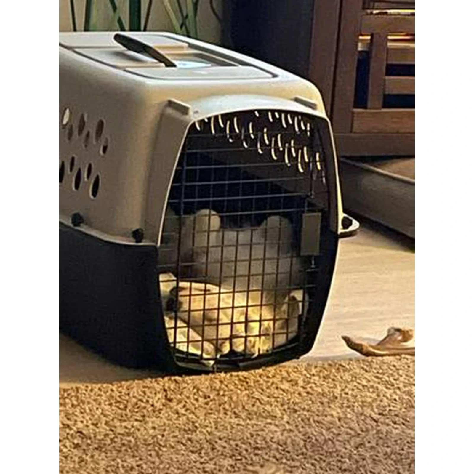 Vibrant Life Pet Kennel 32" Medium Plastic Portable for Pets 30 to 50 lbs, Gray