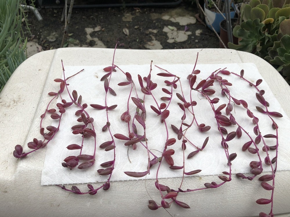 10 Cutting Succulents Ruby Necklace 8”+ ,2-3tip For Each