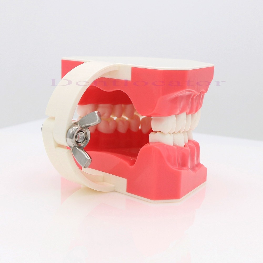 US Dental Typodont Teeth Model 1:1 Brushing Flossing Practice Teaching Model