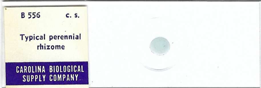 Typical Perennial Rhizome Microscope Slide