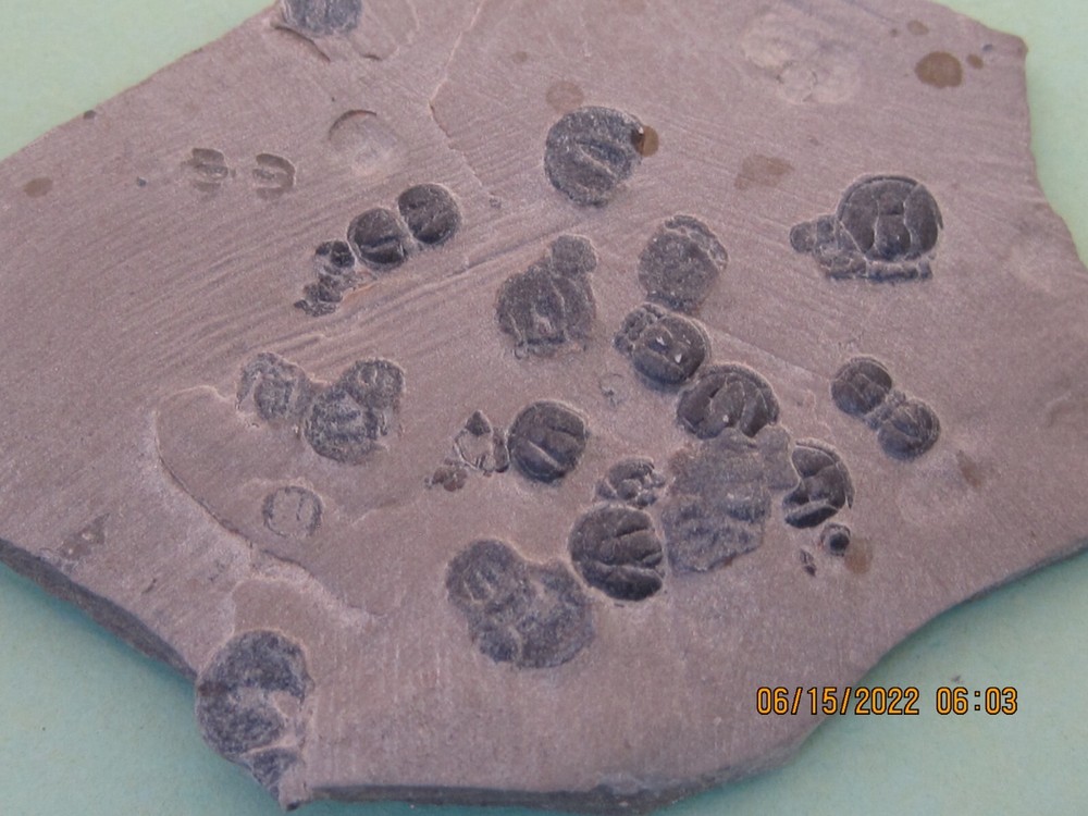 PERONOPSIS FOSSIL FIVE MULTIPLE TRILOBITE PLATES